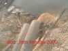 Lsm Senator 2000 :  PDAM Buang Limbah Air Kotor bau beracunnya KeAtas Tebing Pantai, Meresahkan!